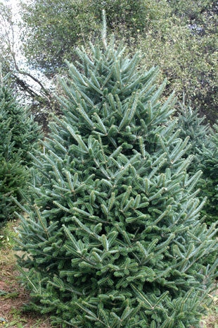 Traditional Conical Christmas Tree with Dense Needles and Layered Tiers