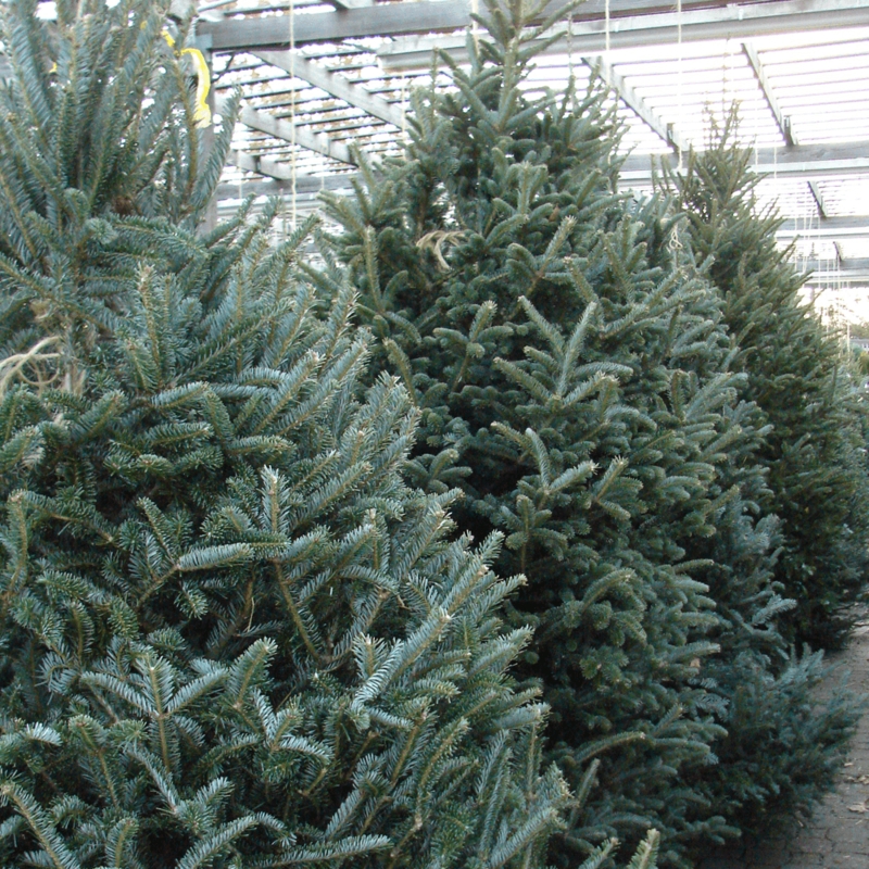 Undecorated Natural Fraser Fir Christmas Tree with Dense Foliage
