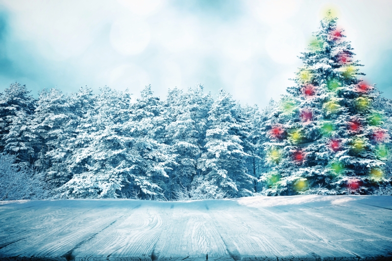Wall Mural Scenic Print Winter Forest Decor Large Scale Rustic Theme