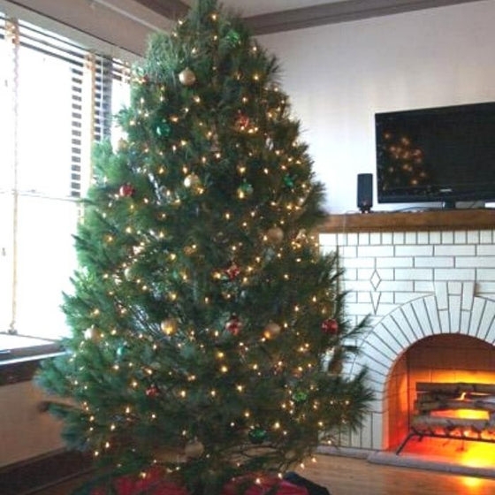 White Pine Christmas Tree featuring a Classic Full Bodied Shape