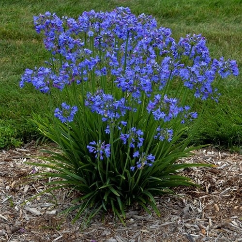Agapanthus Live Plant Globular Flower Heads Strappy Leaves Vibrant Blue