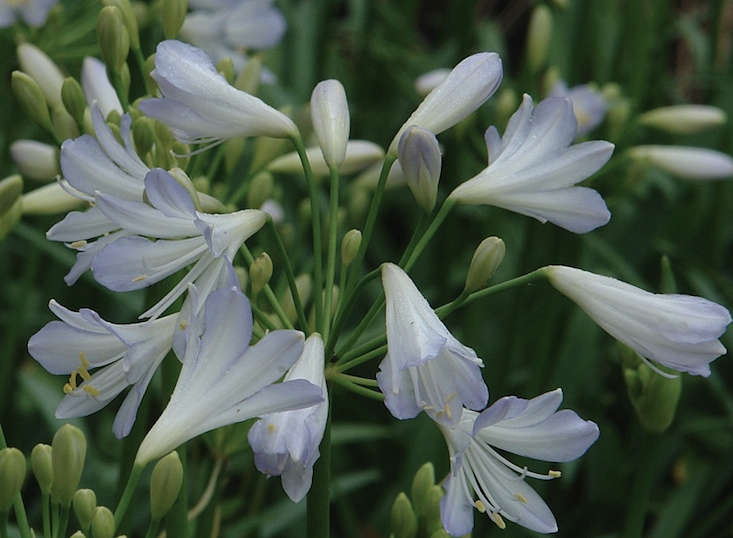 Agapanthus Plant silvery blue hue with trumpet shaped blooms cluster.