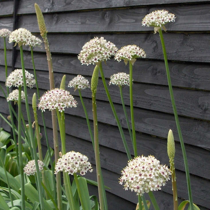Allium Flowers tall stalks with white globose clusters against dark fence.