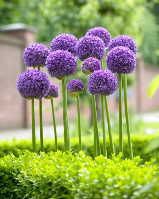 Allium with Spherical Blooms and Tall Stems for Whimsical Landscapes