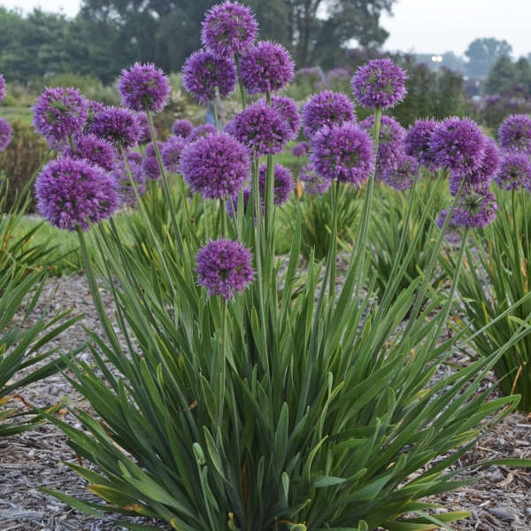 Allium with Spherical Purple Blooms and Lush Linear Foliage