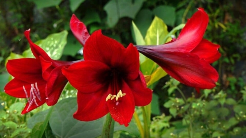 Amaryllis Flowers with Trumpet Silhouette for Vibrant Garden