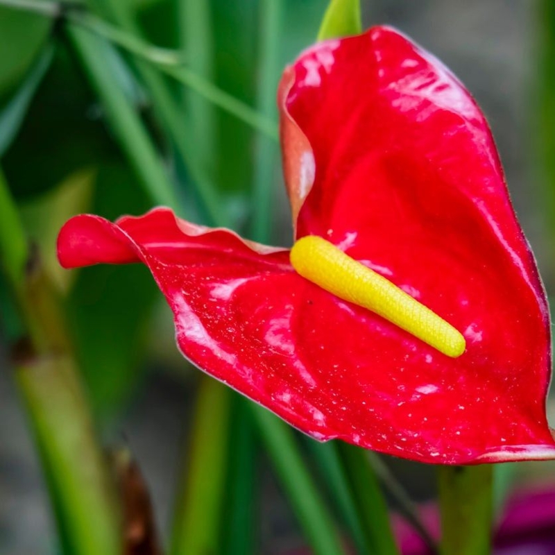 Anthurium Houseplant: Glossy Spathe and Yellow Spike Contrast
