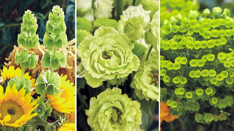 Architectural Green Garden Plants in Botanical Collage