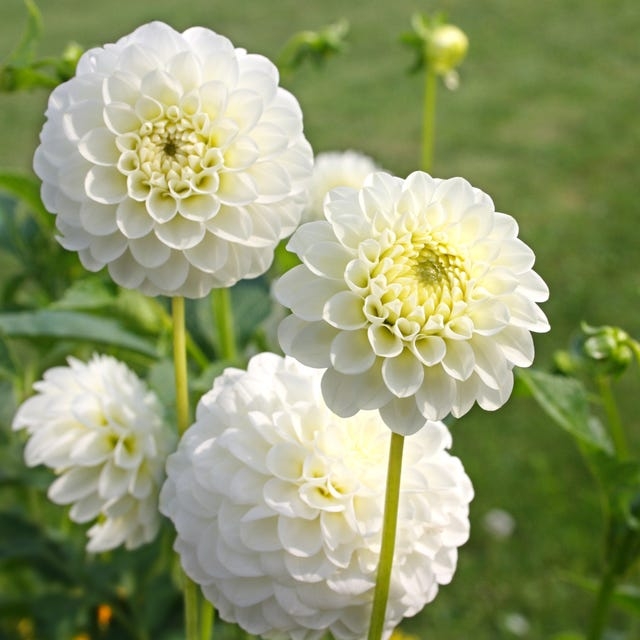 Ball Dahlia Flowers with Geometric Petals and Spiral Pattern