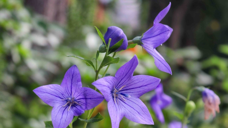 Balloon Flower with Balloon Bud and Star Shaped Petals