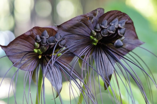 Bat Flower with Long Whiskers and Unique Shape for Gardens