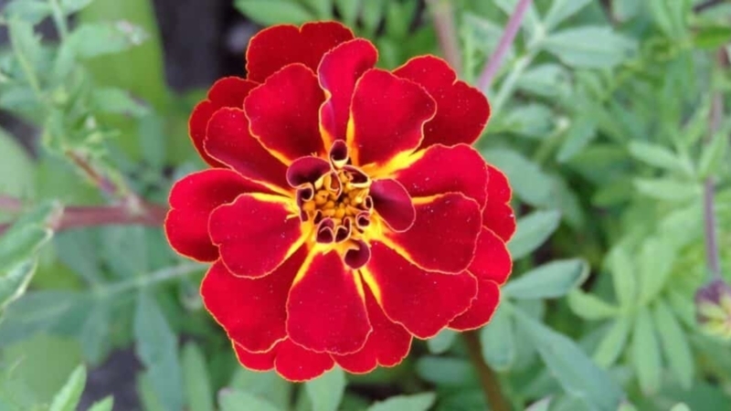 Bi-color Marigold Flower: Macro Detail with Ruffled Edges