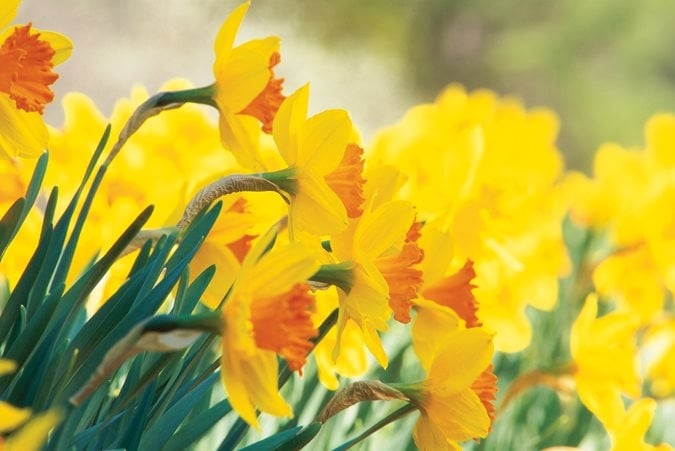 Bicolor Daffodils with Ruffled Orange Centers and Trumpet Shape