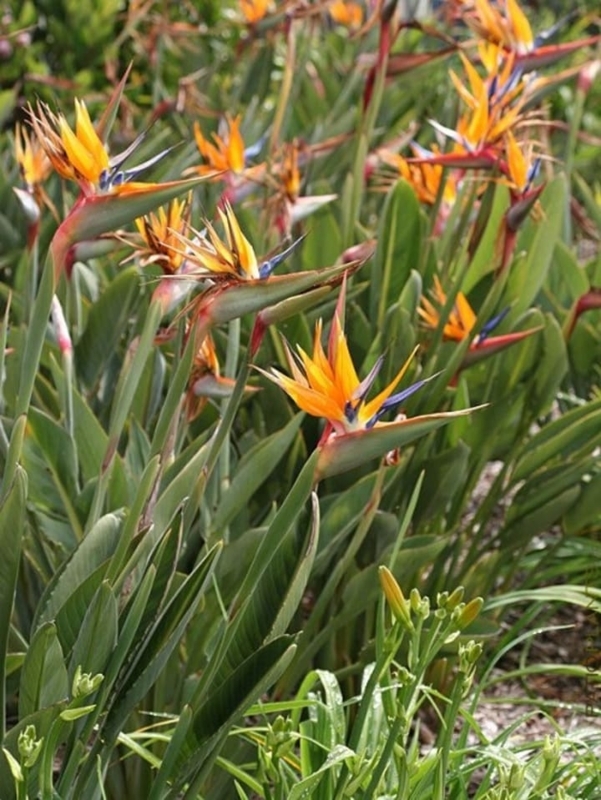 Bird of Paradise: Architectural Foliage & Pointed Petals Tropical Garden.