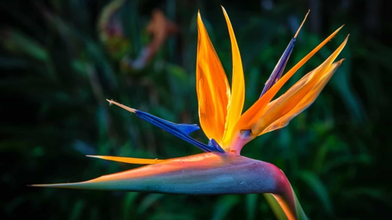 Bird of Paradise: Crane Silhouette & Cobalt Blue Accents Exotic Plant.