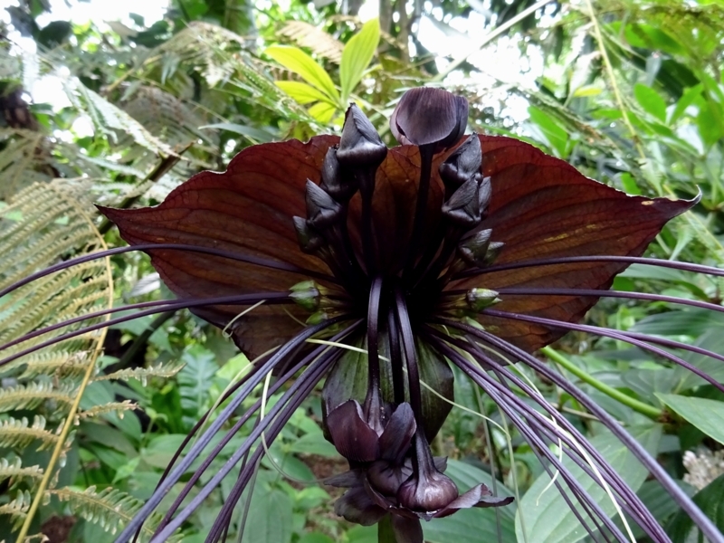 Black Bat Plant with Whisker Like Filaments for Exotic Landscaping