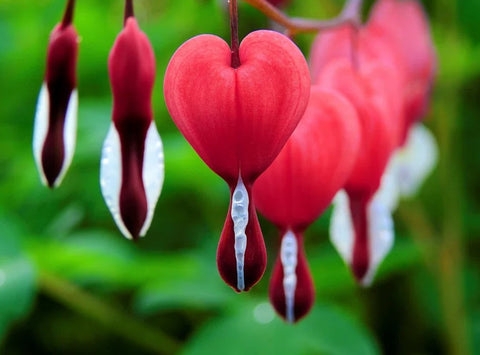Bleeding Heart Blossom: Heart Shaped Silhouette with White Drop Detail