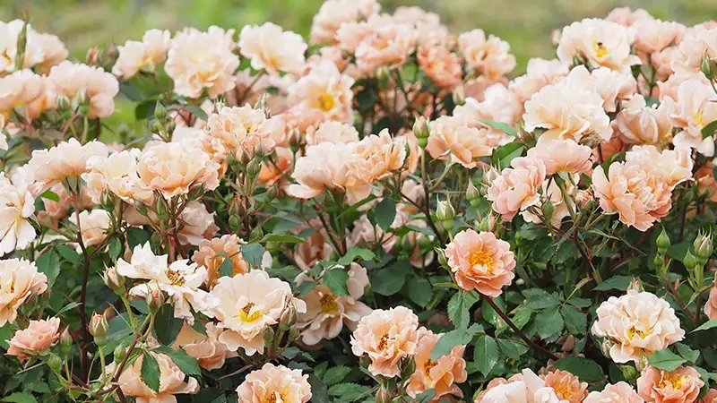 Blooming Roses Romantic Apricot Hue Ruffled Petals Cluster Blooms