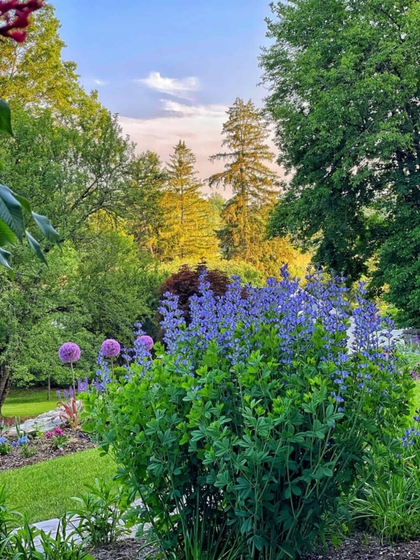 Blue Flowering Spikes Structural Perennials Spherical Blooms Layered