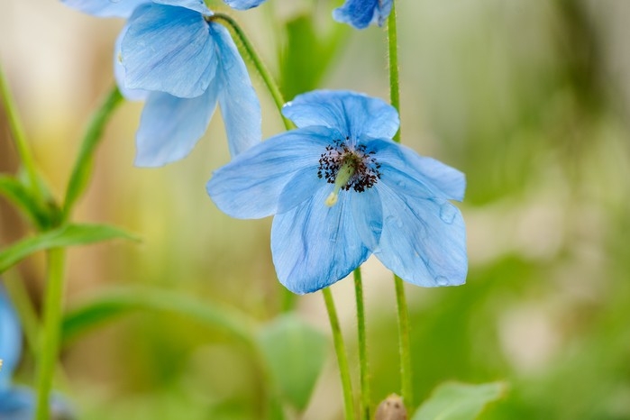 Blue Poppy Flower Crinkled Petal Texture Dark Center Vibrant
