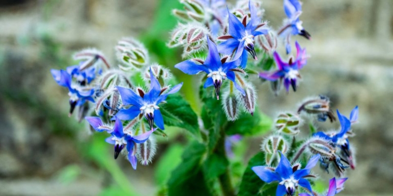 Borage Flower Star Shaped Petals Black Centers Hairy Stems Blue Garden