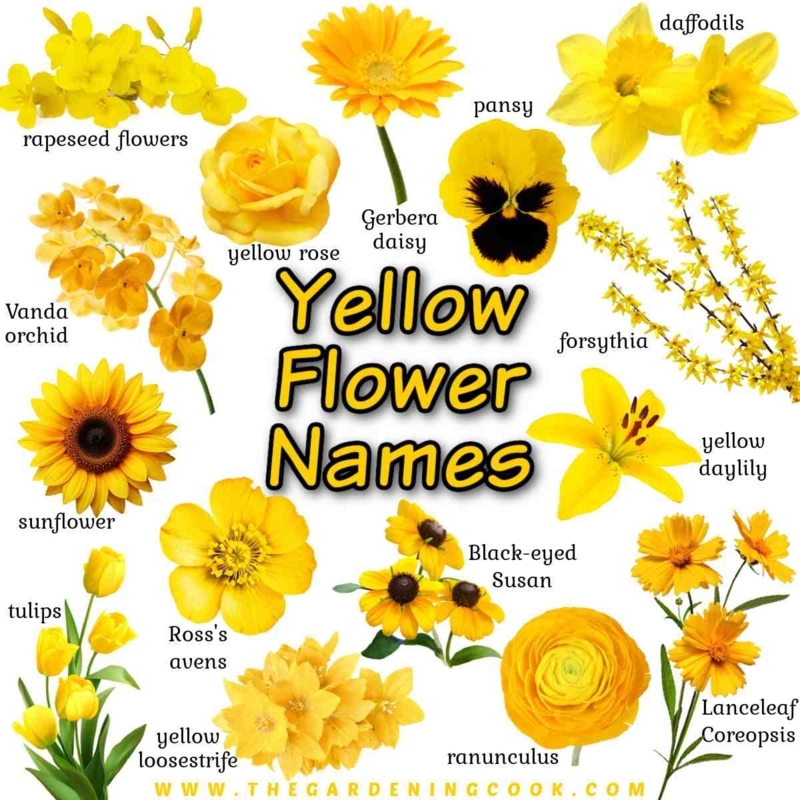 Botanical Chart of Labeled Flower Varieties on White Background