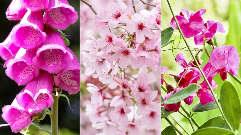 Botanical Collage: Diverse Pink Floral Textures Display