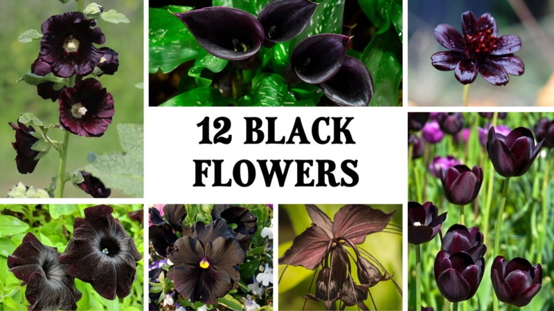 Botanical Collage features Variety of Species and Typography