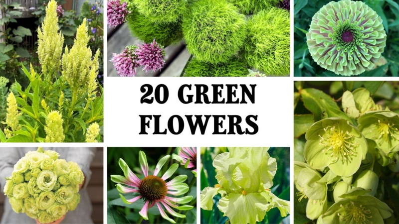 Botanical Collage Featuring a Variety of Species and Green Hues