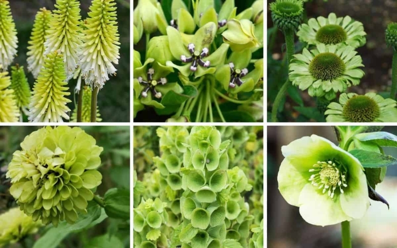 Botanical Collage of Rare Flower Varieties with Spiky Heads