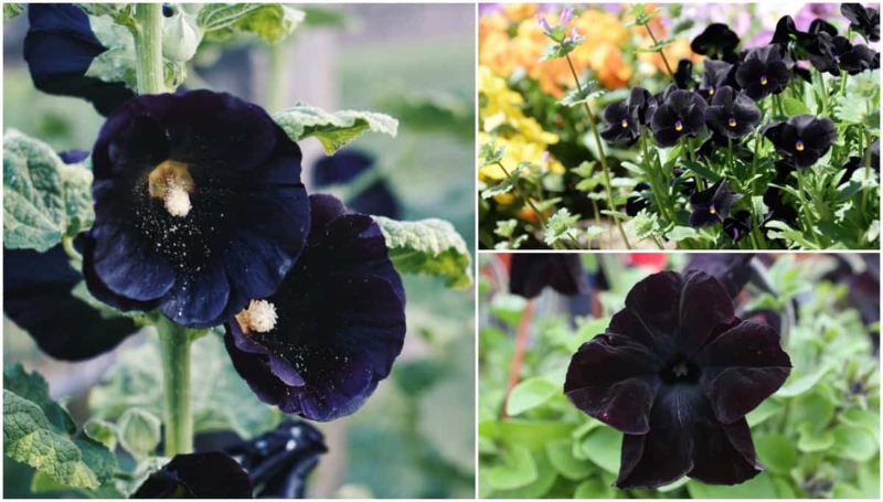 Botanical Collage of Unique Dark Floral Garden Varieties