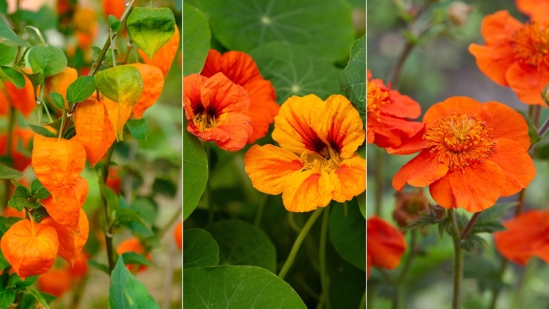 Botanical Collage: Papery Husks & Ruffled Petals Textured Orange Display.