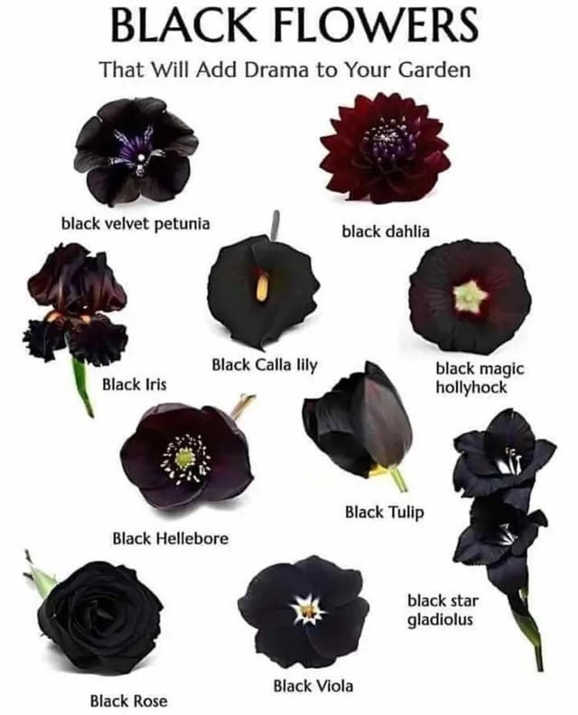 Botanical Infographic Floral Guide for Gothic Garden Design Direction