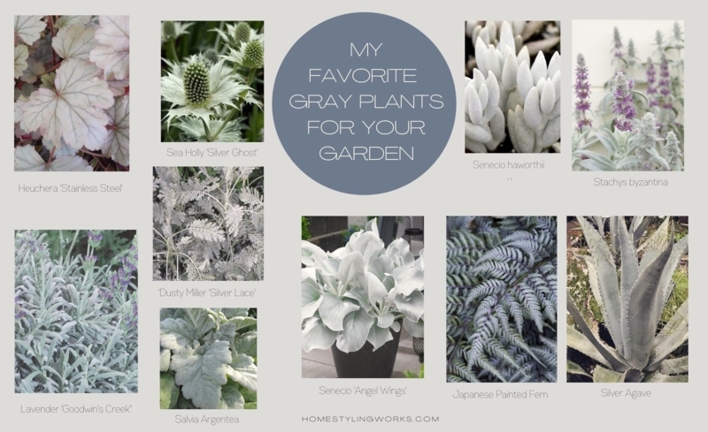 Botanical Moodboard silver foliage inspiration for textural garden design.