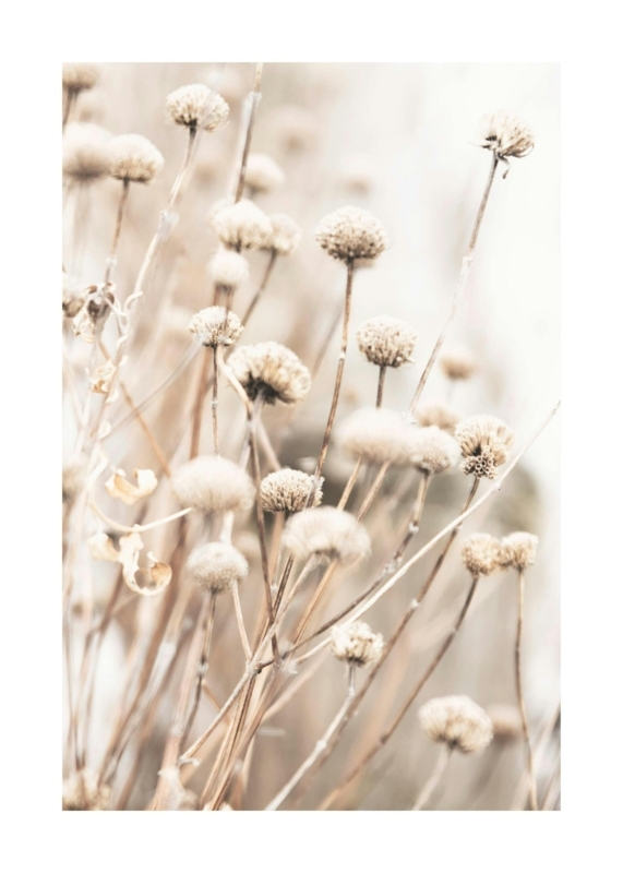 Botanical Print: Fuzzy Globe Heads, Minimalist Style
