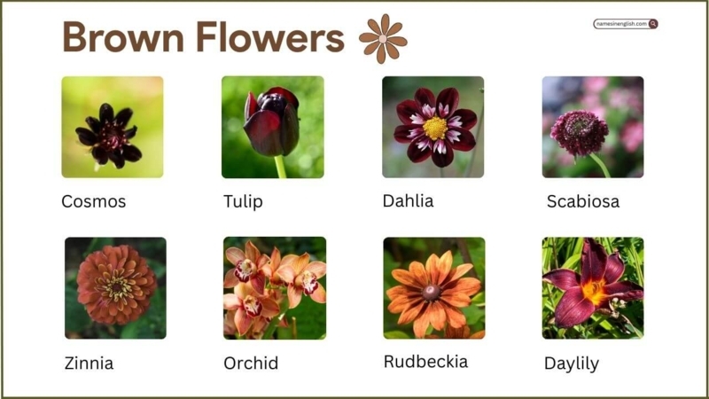 Botanical Reference Chart Earthy Brown Flower Varieties Grid