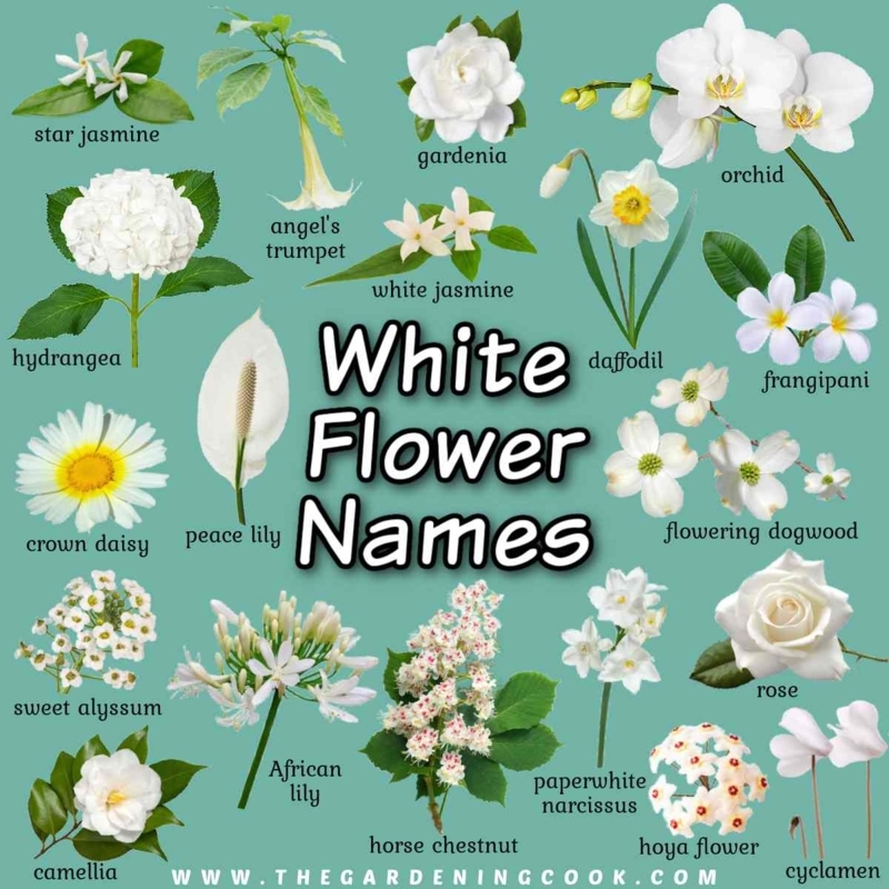 Botanical White Flower Chart with Annotated Labels for Identification