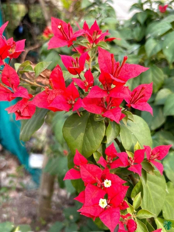 Bougainvillea Plant: Vibrant Crimson Bracts, White Central Flowers