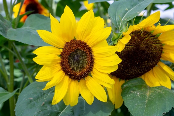 Bright Sunflowers with Dark Textured Centers and Broad Leaves