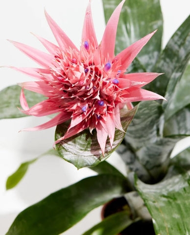 Bromeliad: Spiky Bracts with Silver Banded Leaves