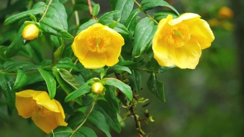 Camellia Shrub with Cup-Shaped Blooms and Glossy Waxy Leaves