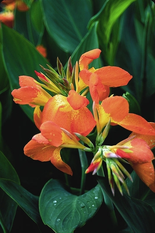 Canna Lily: Spotted Petals & Ribbed Leaves Tropical Planter Inspiration.