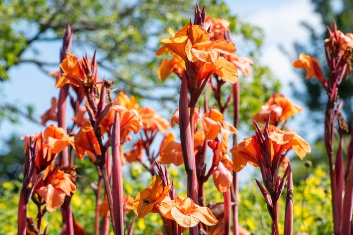 Canna Lily: Tall Dark Stems & Broad Orange Petals Tropical Landscaping.