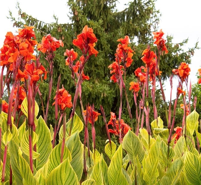 Canna Lily Variegated Leaves, Tropical Garden Plant Ideas