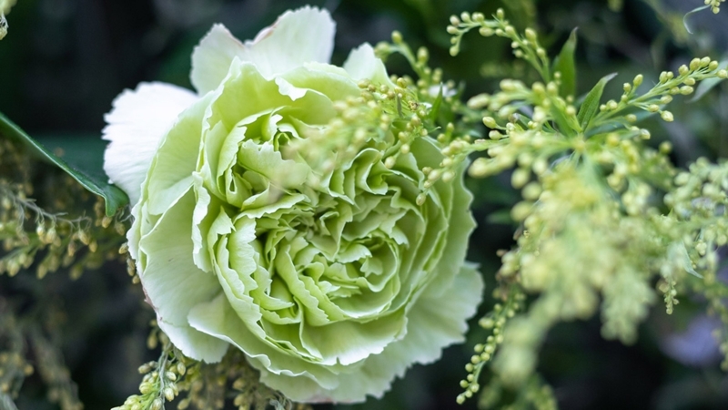 Carnation Form with Ruffled Texture and Dense Green Petals