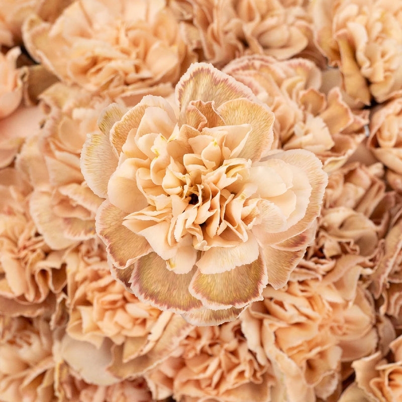 Carnation with Tinted Edges and Ruffled Texture, Vintage Style