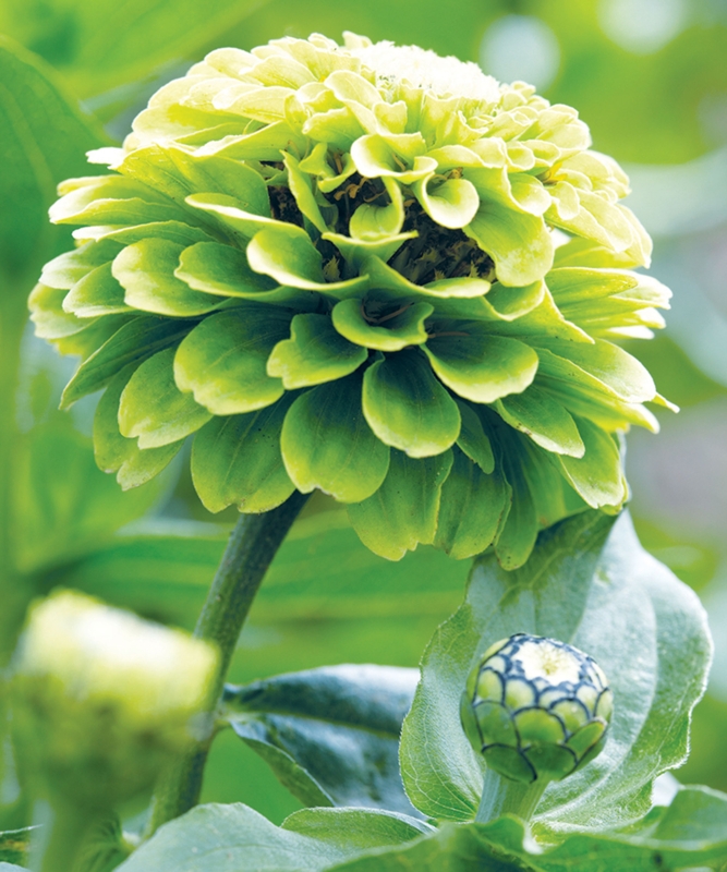 Chartreuse Zinnia Bloom with Layered Petals and Scaled Bud