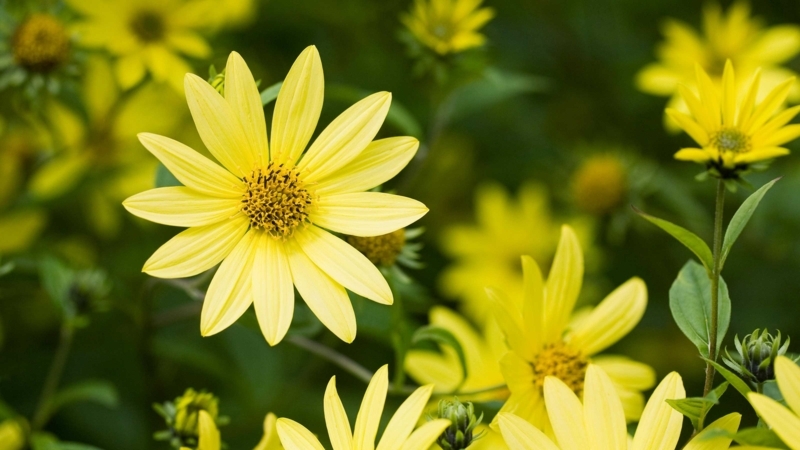Cheerful Perennial Flower with Daisy-Like Form and Textured Center