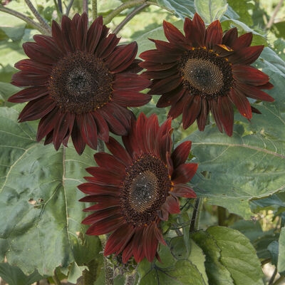 Chocolate Sunflower Dramatic Burgundy and Brown with Velvety Finish