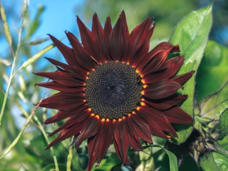 Chocolate Sunflower Earthy Burgundy Petals with Yellow Flared Base